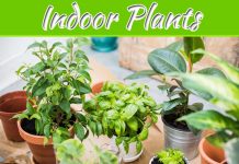 How To Care For Your Plant Delivery Batch Of Indoor Plants How To Care For Your Plant Delivery Batch Of Indoor Plants