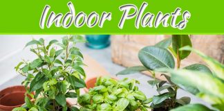 How To Care For Your Plant Delivery Batch Of Indoor Plants How To Care For Your Plant Delivery Batch Of Indoor Plants