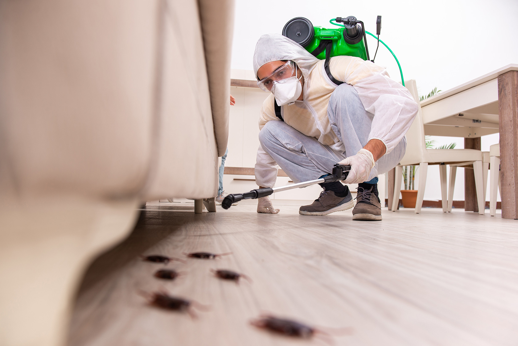 5 Tips For Choosing The Best Pest Control Company | My Decorative