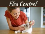 What Are The Benefits Of Hiring Professionals For Flea Control? What Are The Benefits Of Hiring Professionals For Flea Control?