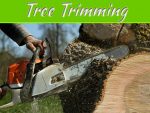 What Is The Difference Between Pruning, Lopping, And Other Tree Trimming Services In New Orleans? What Is The Difference Between Pruning, Lopping, And Other Tree Trimming Services In New Orleans?