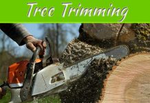 What Is The Difference Between Pruning, Lopping, And Other Tree Trimming Services In New Orleans? What Is The Difference Between Pruning, Lopping, And Other Tree Trimming Services In New Orleans?