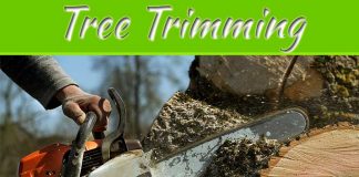 What Is The Difference Between Pruning, Lopping, And Other Tree Trimming Services In New Orleans? What Is The Difference Between Pruning, Lopping, And Other Tree Trimming Services In New Orleans?