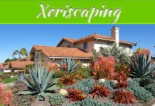 Xeriscaping: Pros And Cons Of Low-Water Landscaping Xeriscaping: Pros And Cons Of Low-Water Landscaping