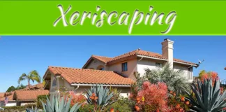 Xeriscaping: Pros And Cons Of Low-Water Landscaping Xeriscaping: Pros And Cons Of Low-Water Landscaping