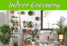 The Charisma Of Indoor Greenery The Charisma Of Indoor Greenery