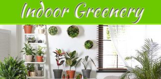 The Charisma Of Indoor Greenery The Charisma Of Indoor Greenery