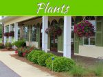 Tricks To Make Your Plants Healthy And Green Tricks To Make Your Plants Healthy And Green