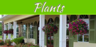 Tricks To Make Your Plants Healthy And Green Tricks To Make Your Plants Healthy And Green