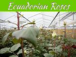 The Beauty Of Ecuadorian Roses The Beauty Of Ecuadorian Roses