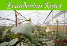 The Beauty Of Ecuadorian Roses The Beauty Of Ecuadorian Roses