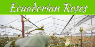 The Beauty Of Ecuadorian Roses The Beauty Of Ecuadorian Roses