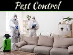 Ways To Prevent Pest Infestation in And Around Your Home Ways To Prevent Pest Infestation in And Around Your Home