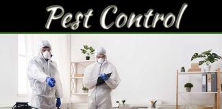 Ways To Prevent Pest Infestation in And Around Your Home Ways To Prevent Pest Infestation in And Around Your Home