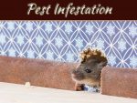 What Causes A Pest Infestation? Here’s How You Can Avoid One What Causes A Pest Infestation Here’s How You Can Avoid One