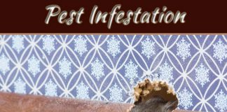 What Causes A Pest Infestation? Here’s How You Can Avoid One What Causes A Pest Infestation Here’s How You Can Avoid One