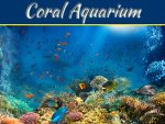 Why You Need A Coral Aquarium In Your House Why You Need A Coral Aquarium In Your House