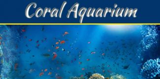 Why You Need A Coral Aquarium In Your House Why You Need A Coral Aquarium In Your House