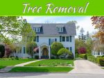 Tree Removal And Beyond: 6 Improvements To Boost Curb Appeal Tree Removal And Beyond: 6 Improvements To Boost Curb Appeal