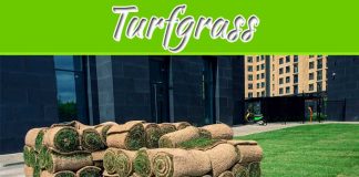What Are The Advantages And Disadvantages Of Turfgrass? What Are The Advantages And Disadvantages Of Turfgrass?