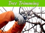 Why Winter Is A Good Time To Prune And Trim Your Trees Why Winter Is A Good Time To Prune And Trim Your Trees