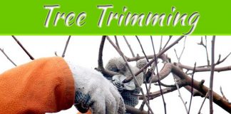 Why Winter Is A Good Time To Prune And Trim Your Trees Why Winter Is A Good Time To Prune And Trim Your Trees
