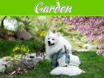 5 Tips To Having A Dog-Friendly Garden 5 Tips To Having A Dog-Friendly Garden