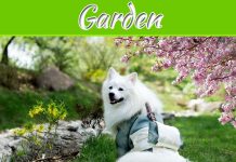 5 Tips To Having A Dog-Friendly Garden 5 Tips To Having A Dog-Friendly Garden