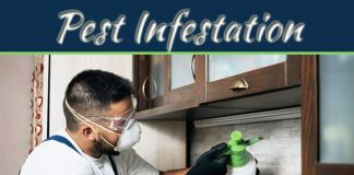 Factors That Make Your Penang Property Prone To Pest Infestation Factors That Make Your Penang Property Prone To Pest Infestation