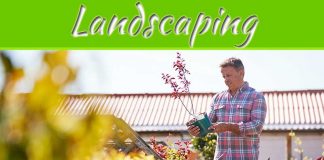 Gardening And Landscaping 101: How To Choose The Right Plants Gardening And Landscaping 101: How To Choose The Right Plants