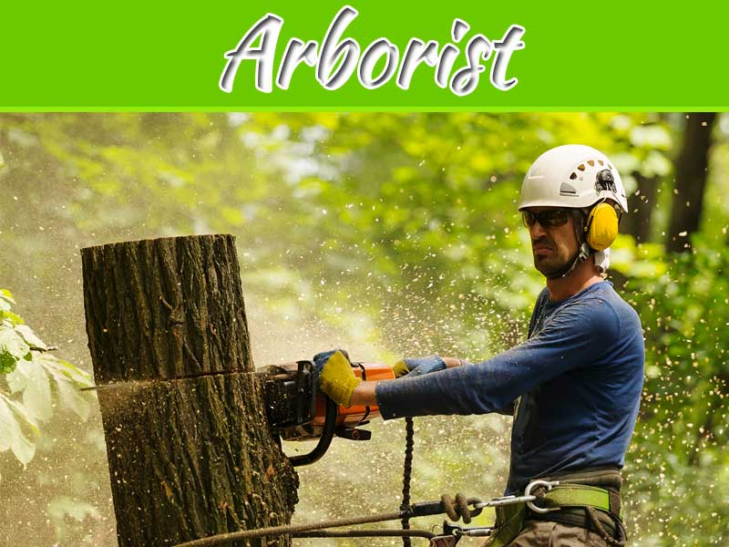 Why Is It Important To Have A Certified Arborist? My Decorative