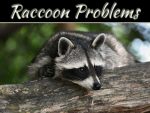 4 Common Raccoon Problems And How To Fix Them 4 Common Raccoon Problems And How To Fix Them