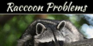 4 Common Raccoon Problems And How To Fix Them 4 Common Raccoon Problems And How To Fix Them