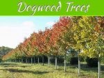 Everything You Need To Know About Dogwood Trees Everything You Need To Know About Dogwood Trees