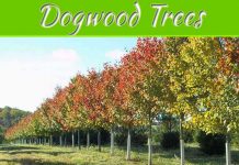 Everything You Need To Know About Dogwood Trees Everything You Need To Know About Dogwood Trees