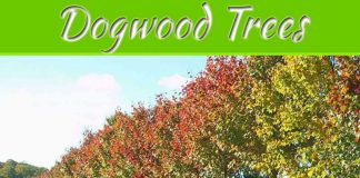 Everything You Need To Know About Dogwood Trees Everything You Need To Know About Dogwood Trees