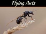 How To Keep Flying Ants Out Of Your Home? How To Keep Flying Ants Out Of Your Home?