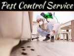 Pest Control Services: Get The Bugs Out Pest Control Services: Get The Bugs Out