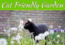 Tips For Creating A Beautiful Garden That’s Also Cat Friendly Tips For Creating A Beautiful Garden That's Also Cat Friendly