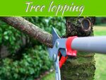 How To Trim Trees Like A Pro How To Trim Trees Like A Pro