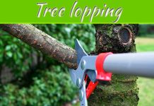 How To Trim Trees Like A Pro How To Trim Trees Like A Pro