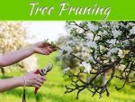Seasonal Tree Pruning: 3 Things To Know