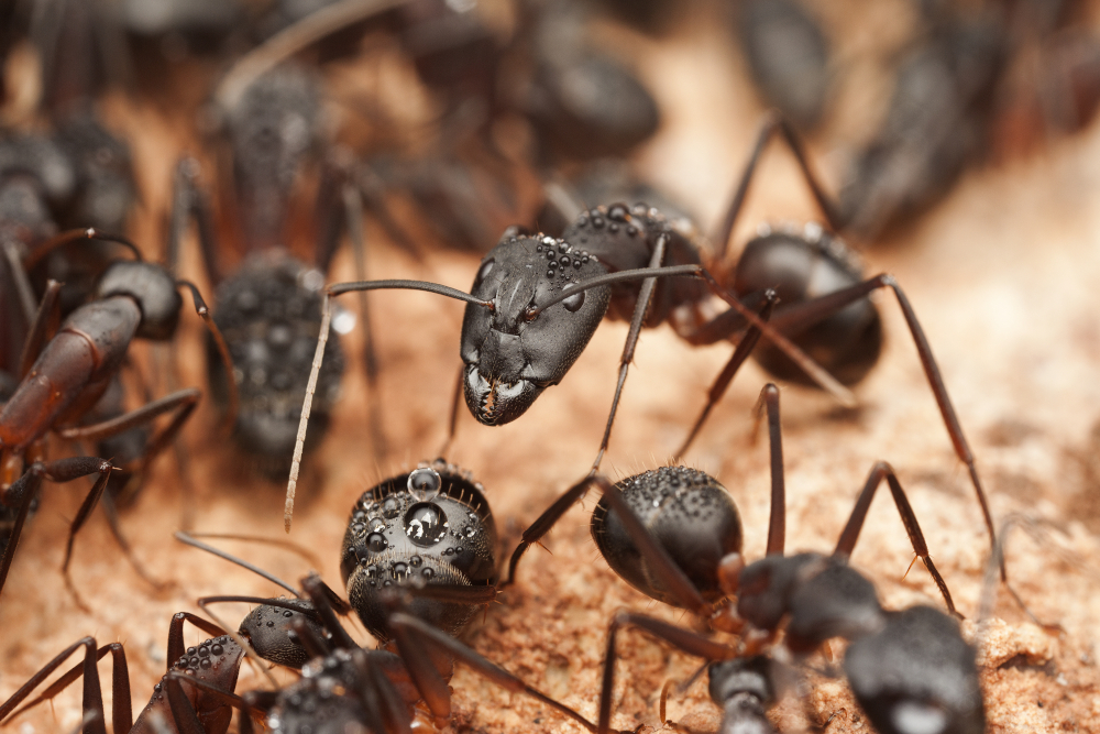 How To Get Rid Of Carpenter Ants