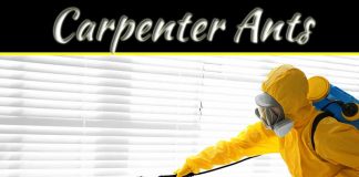 How To Get Rid Of Carpenter Ants How To Get Rid Of Carpenter Ants