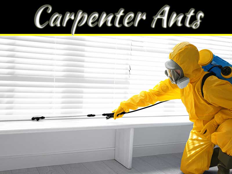 How To Get Rid Of Carpenter Ants