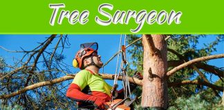 Things To Look For In A Tree Surgeon Before You Book Things To Look For In A Tree Surgeon Before You Book