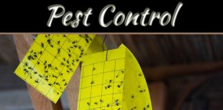 Best 10 Natural Pest Control Methods Best 10 Natural Pest Control Methods