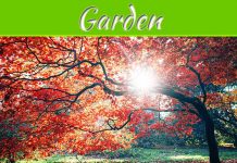 How To Make Your Garden More Private How To Make Your Garden More Private