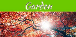 How To Make Your Garden More Private How To Make Your Garden More Private