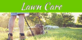 Lawn Care Basics For Beginners Lawn Care Basics For Beginners